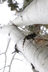 Aspens 001 2006