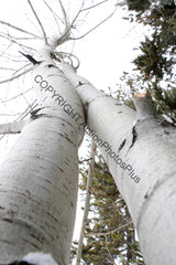 Aspens 002 2006