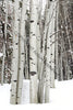 Aspens 003 2006