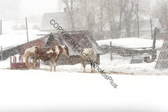 Horses in the snow 01