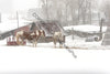 Horses in the snow 01