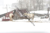 Horses in the snow 02