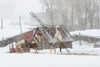 Horses in the snow 03