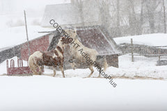 Horses in the snow 04