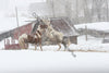 Horses in the snow 04
