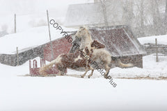 Horses in the snow 05
