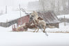 Horses in the snow 05