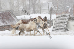 Horses in the snow 06
