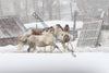 Horses in the snow 06
