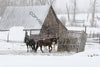 Horses in the snow 07