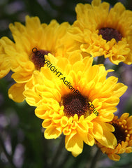 Spring Flowers 03
