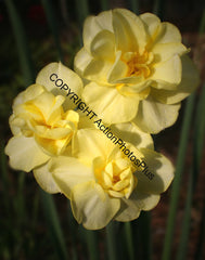 Spring Flowers 06