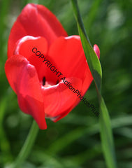 Spring Flowers 16